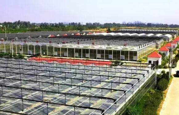 新野甘蓝:南阳新野特产甘蓝,国家地理标志产品,新野县产地宝-甘蓝,产地宝