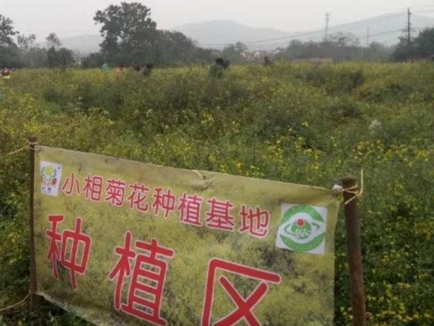 小相野菊:郑州巩义特产野菊,巩义产地宝小相野菊-国家地理标志产品,产地宝