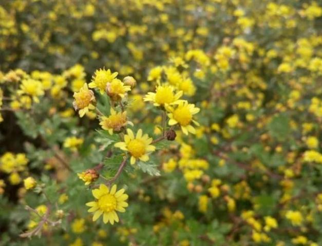 小相野菊:郑州巩义特产野菊,巩义产地宝小相野菊-国家地理标志产品,产地宝