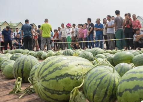 中牟西瓜:郑州中牟特产中牟西瓜,国家地理标志产品,中牟县产地宝西瓜,产地宝