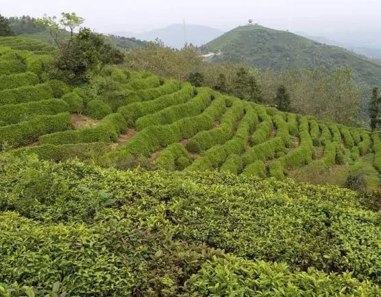 信阳红:信阳平桥特产信阳红茶,平桥产地宝-国家地理标志产品信阳红,产地宝