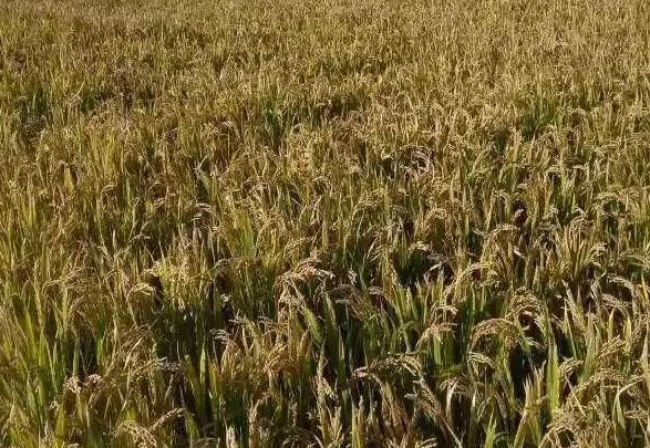 原阳大米:新乡原阳特产原阳大米,原阳县产地宝,国家地理标志产品大米,产地宝