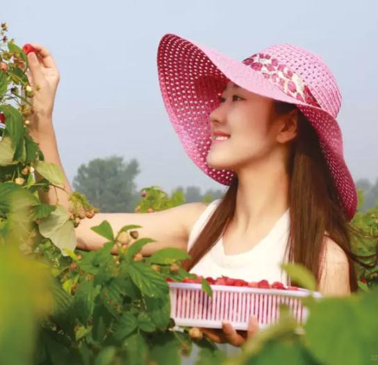 封丘树莓:新乡封丘特产,国家地理标志产品封丘树莓-封丘县产地宝树莓,产地宝