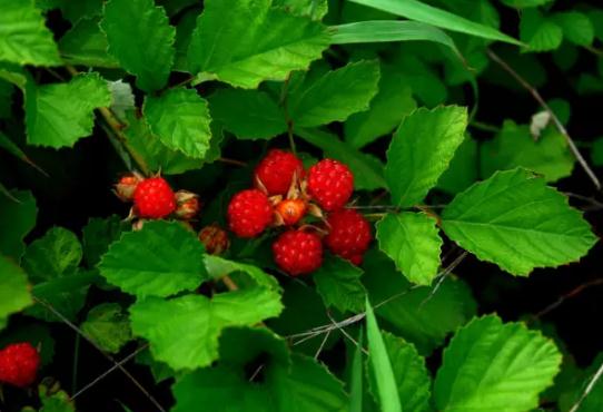 封丘树莓:新乡封丘特产,国家地理标志产品封丘树莓-封丘县产地宝树莓,产地宝
