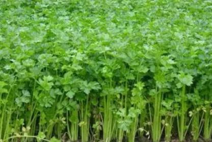 封丘芹菜:新乡封丘特产封丘芹菜,国家地理标志产品,封丘县产地宝芹菜,产地宝