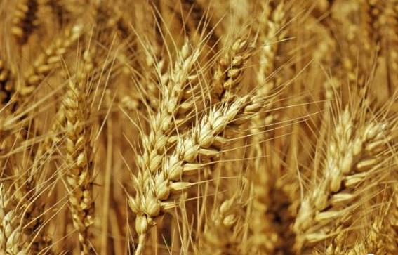 新乡小麦:新乡辉县特产小麦,国家地理标志产品,产地宝新乡小麦,产地宝