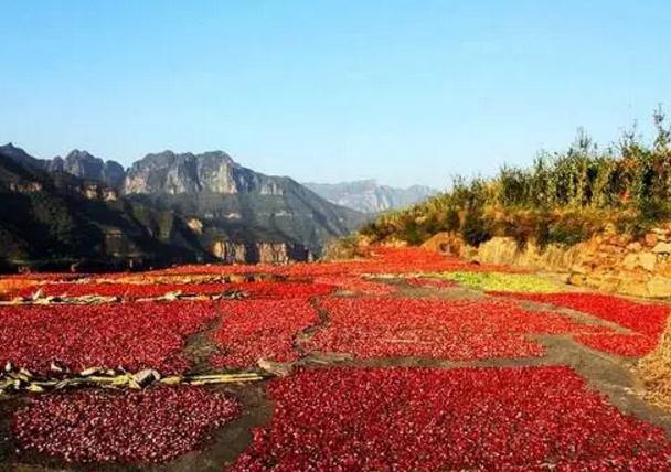 辉县山楂:新乡辉县特产辉县山楂,国家地理标志产品,辉县产地宝山楂,产地宝