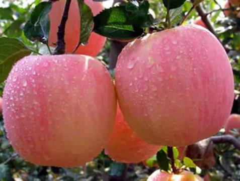 灵宝苹果:三门峡灵宝特产灵宝苹果,国家地理标志产品,产地宝灵宝苹果,产地宝