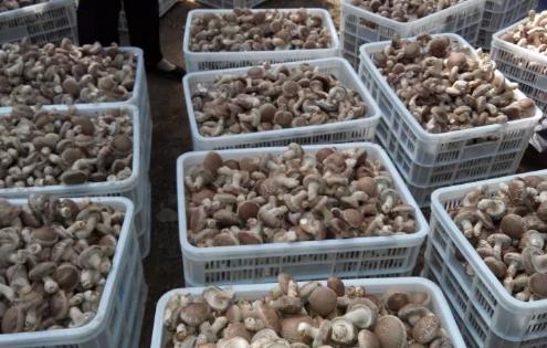 灵宝香菇:三门峡灵宝特产灵宝香菇,国家地理标志产品,灵宝产地宝香菇,产地宝