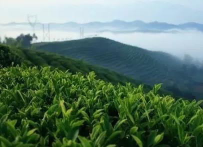 霍山黄大茶:六安霍山特产黄大茶,国家地理标志产品,产地宝-霍山黄大茶,产地宝