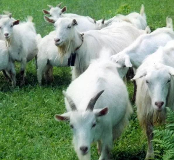 金寨山羊:六安金寨特产金寨山羊,国家地理标志产品-金寨山羊,产地宝
