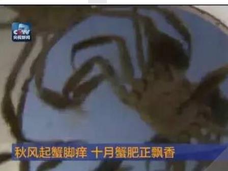石臼湖螃蟹:马鞍山当涂特产石臼湖螃蟹,地理标志产品-当涂石臼湖螃蟹,产地宝