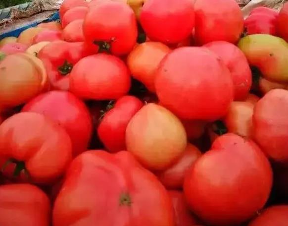 中垾番茄:合肥巢湖市中垾镇特产中垾番茄,国家地理标志产品-中垾番茄,产地宝
