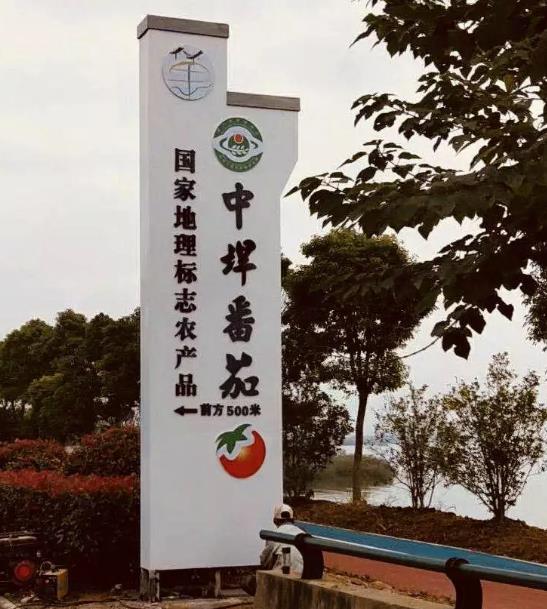 中垾番茄:合肥巢湖市中垾镇特产中垾番茄,国家地理标志产品-中垾番茄,产地宝