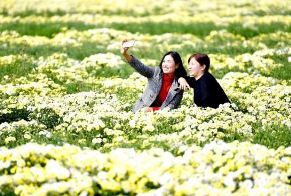 亳菊:亳州谯城区.涡阳县特产亳菊,国家地理标志产品,亳州产地宝-亳菊,产地宝