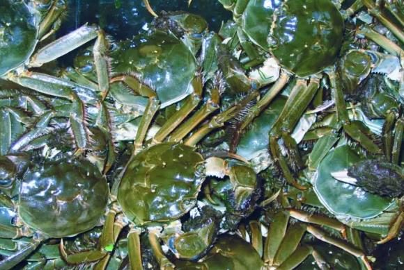 沱湖螃蟹:蚌埠五河特产沱湖螃蟹,国家地理标志产品,产地宝-沱湖螃蟹,产地宝