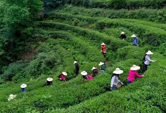 霄坑绿茶:池州贵池梅村乡霄坑村特产霄坑绿茶,地理标志产品-霄坑绿茶,产地宝