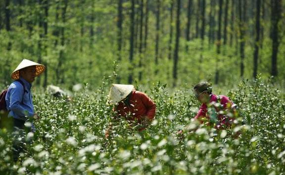 石台富硒茶:阜阳石台特产富硒茶,国家地理标志产品,石台县产地宝-富硒茶,产地宝