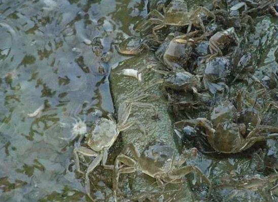 无为螃蟹:芜湖无为特产无为螃,国家地理标志产品,无为县产地宝-螃蟹,产地宝