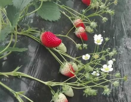 长安草莓:西安长安特产长安草莓,国家地理标志产品,长安区产地宝-草莓,产地宝