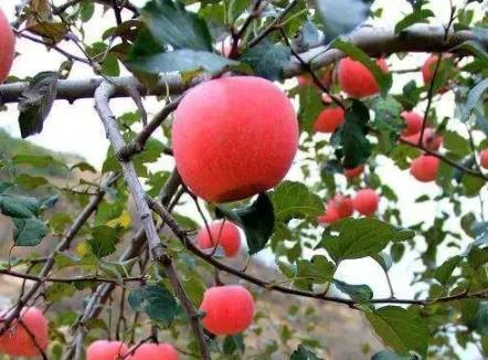 安塞山地苹果:延安安塞特产山地苹果,地理标志产品,产地宝-山地苹果,产地宝