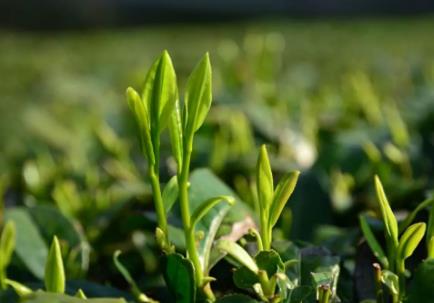 紫阳富硒茶:安康紫阳特产富硒茶,国家地理标志产品,产地宝-紫阳富硒茶,产地宝