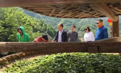 紫阳富硒茶:安康紫阳特产富硒茶,国家地理标志产品,产地宝-紫阳富硒茶,产地宝