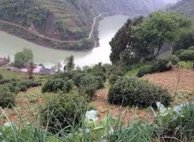 紫阳毛尖:安康紫阳特产绿茶-紫阳毛尖,国家地理标志产品-紫阳毛尖,产地宝