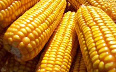 长春玉米:长春特产食品长春玉米,长春产地宝,十大土特产-长春玉米,产地宝