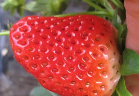 可久镇草莓:宜宾高县可久镇特产 草莓,高县产地宝-可久镇草莓,产地宝