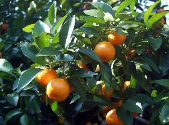 由良蜜橘:宁波宁海力洋镇特产水果 由良蜜橘,宁海产地宝-由良蜜橘,产地宝