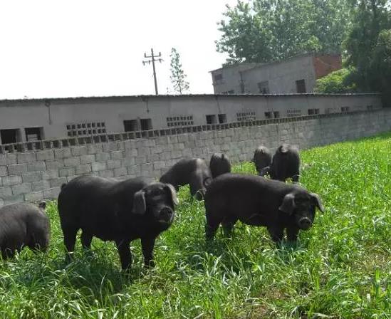 岔路黑猪肉:宁波宁海岔路镇特产 岔路黑猪肉,宁海产地宝-岔路黑猪肉,产地宝