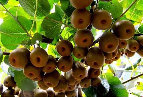 圣猴红心猕猴桃:宁波宁海桃源街道特产水果 圣猴红心猕猴桃,产地宝