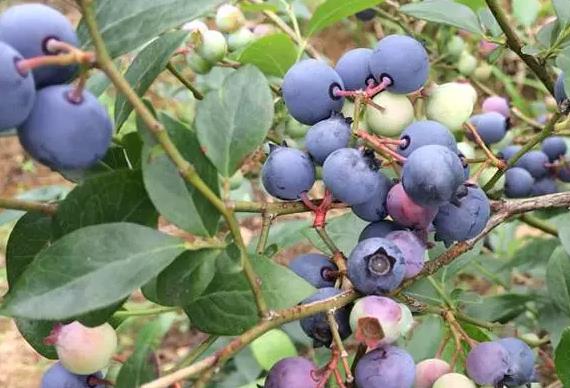 桥头胡蓝莓:宁波宁海桥头胡街道特产蓝莓,宁海产地宝-桥头胡蓝莓,产地宝