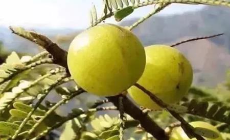 谷饶狮头油甘:汕头潮阳谷饶镇特产狮头油甘,潮阳产地宝-狮头油甘,产地宝
