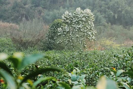 开化龙顶:衢州开化特产绿茶龙顶,国家地理标志产品,开化产地宝龙顶茶,产地宝