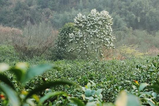 开化龙顶:衢州开化特产绿茶龙顶,国家地理标志产品,开化产地宝龙顶茶,产地宝