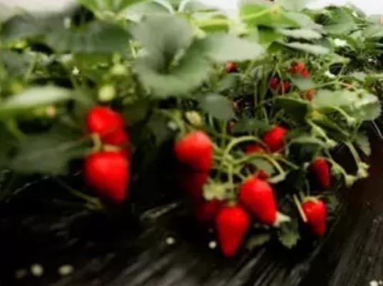 音坑草莓:衢州开化音坑乡镇特产 音坑草莓,开化产地宝-音坑草莓,产地宝