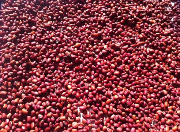 红小豆:天津特产 红小豆,天津产地食品-红小豆,产地宝