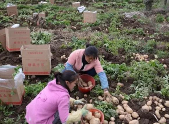 宁南冬季马铃薯:凉山宁南特产,地理标志产品,宁南县产地宝-冬季马铃薯,产地宝