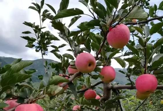 越西苹果:凉山越西县特产苹果,国家地理标志产品,产地物产-越西苹果,产地宝