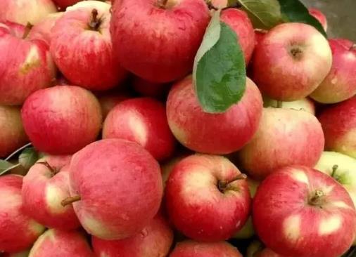 越西苹果:凉山越西县特产苹果,国家地理标志产品,产地物产-越西苹果,产地宝