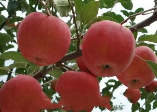 越西苹果:凉山越西县特产苹果,国家地理标志产品,产地物产-越西苹果,产地宝