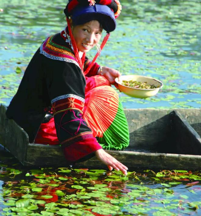 马湖莼菜:凉山雷波县特产马湖莼菜,地理标志产品,产地物产-马湖莼菜,产地宝