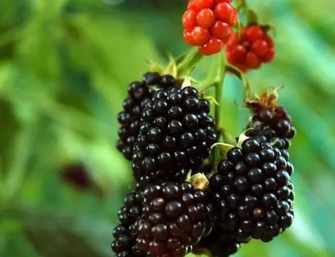 溧水黑莓:南京市溧水区特产黑莓,溧水产地水果-溧水黑莓,产地宝
