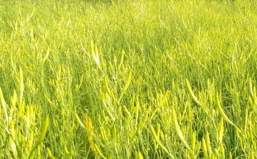 秀山黄花菜:重庆市秀山县特产黄花菜,地理标志产品,产地蔬菜秀山黄花菜,产地宝