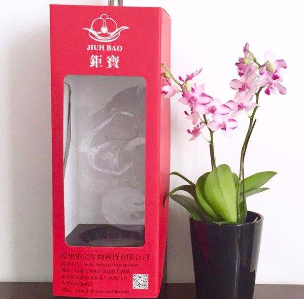 钜宝蝴蝶兰:漳州漳浦县长桥镇产地花卉-钜宝生物蝴蝶兰,产地宝