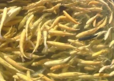 老龙湾鳟:潍坊临朐县特产鳟鱼,国家地理标志产品,产地水产品-老龙湾鳟,产地宝