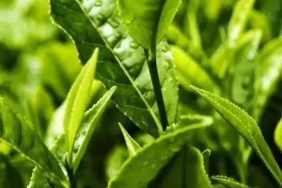 诸城绿茶:潍坊诸城市特产绿茶,国家地理标志产品,产地农产品,产地宝