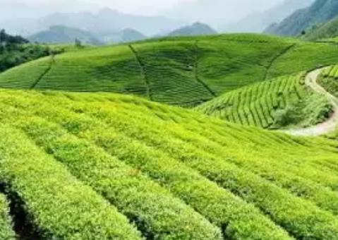 诸城特产桃林茶:潍坊诸城市桃林乡特产,产地茶叶桃林茶,产地宝